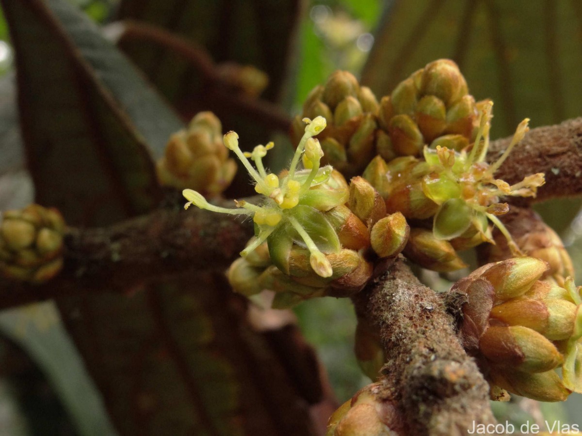 Actinodaphne speciosa Nees